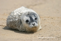 Seals